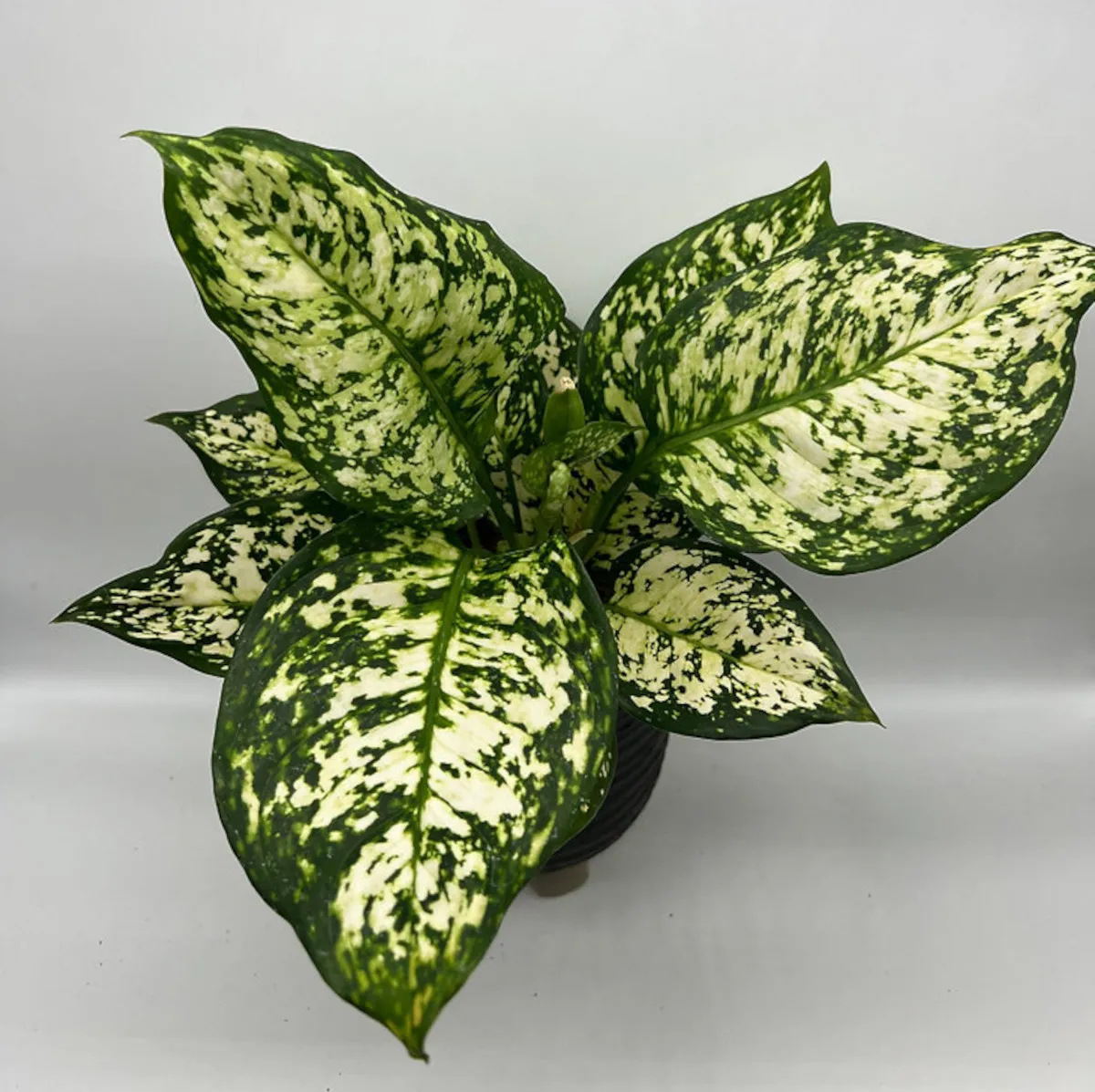 AGLAONEMA “Ivory Jade” - cover