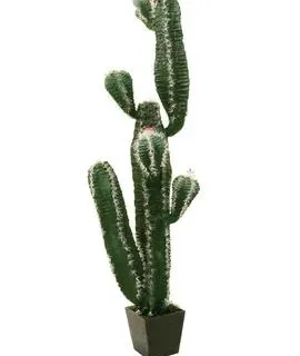 EUROPALMS Mexican cactus, 170cm - cover