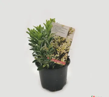 EUONYMUS JAP. “Francien” - cover