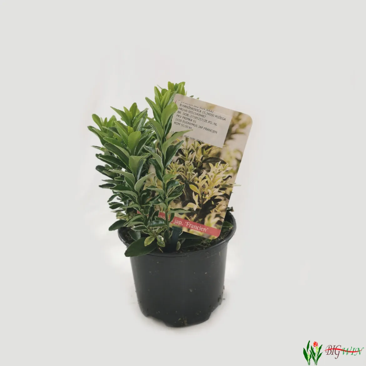 EUONYMUS JAP. “Francien” - cover