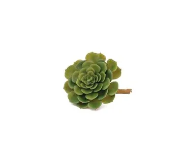 EUROPALMS Echeveria cactus, 15cm - cover