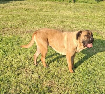 Cane Corso - cover