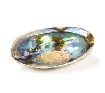 Phoenix Import Rainbow Abalone Shell Paua Haliotis školjka za grijaće snopove - cover
