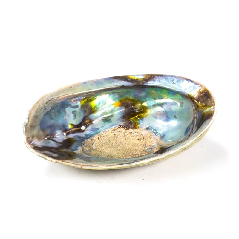 21723_rainbow-abalone-musla-na-kadidlo-haliotis-iris