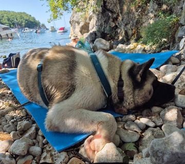 Pet frendly apartman sa ograđenim igralištem, 25min od Crikvenica - cover