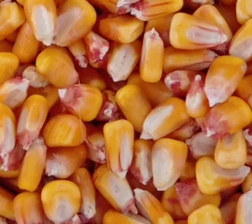 KUKURUZ U ZRNU - cover