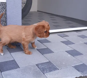 Cavalier King Charles španiel-štenci - cover