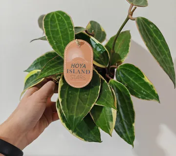 HOYA LATIFOLIA “Albomarginata” - cover