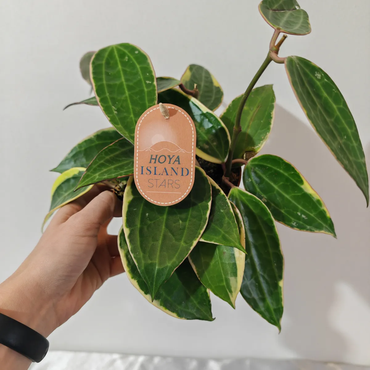 HOYA LATIFOLIA “Albomarginata” - cover