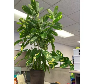 CTENANTHE “Golden Mosaic” - cover