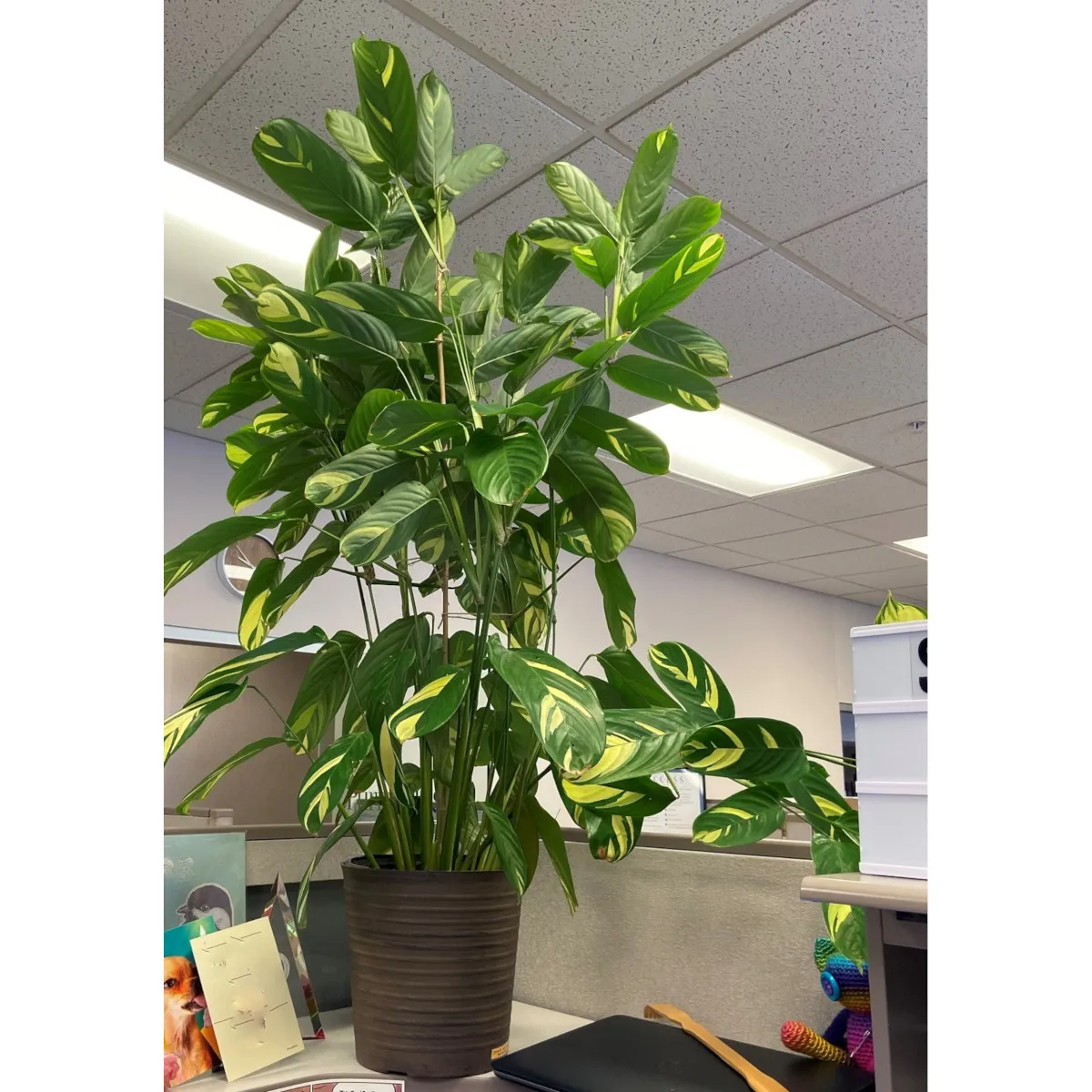 CTENANTHE “Golden Mosaic” - cover