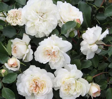 RUŽA STABLAŠICA “Swany”- pendula - cover