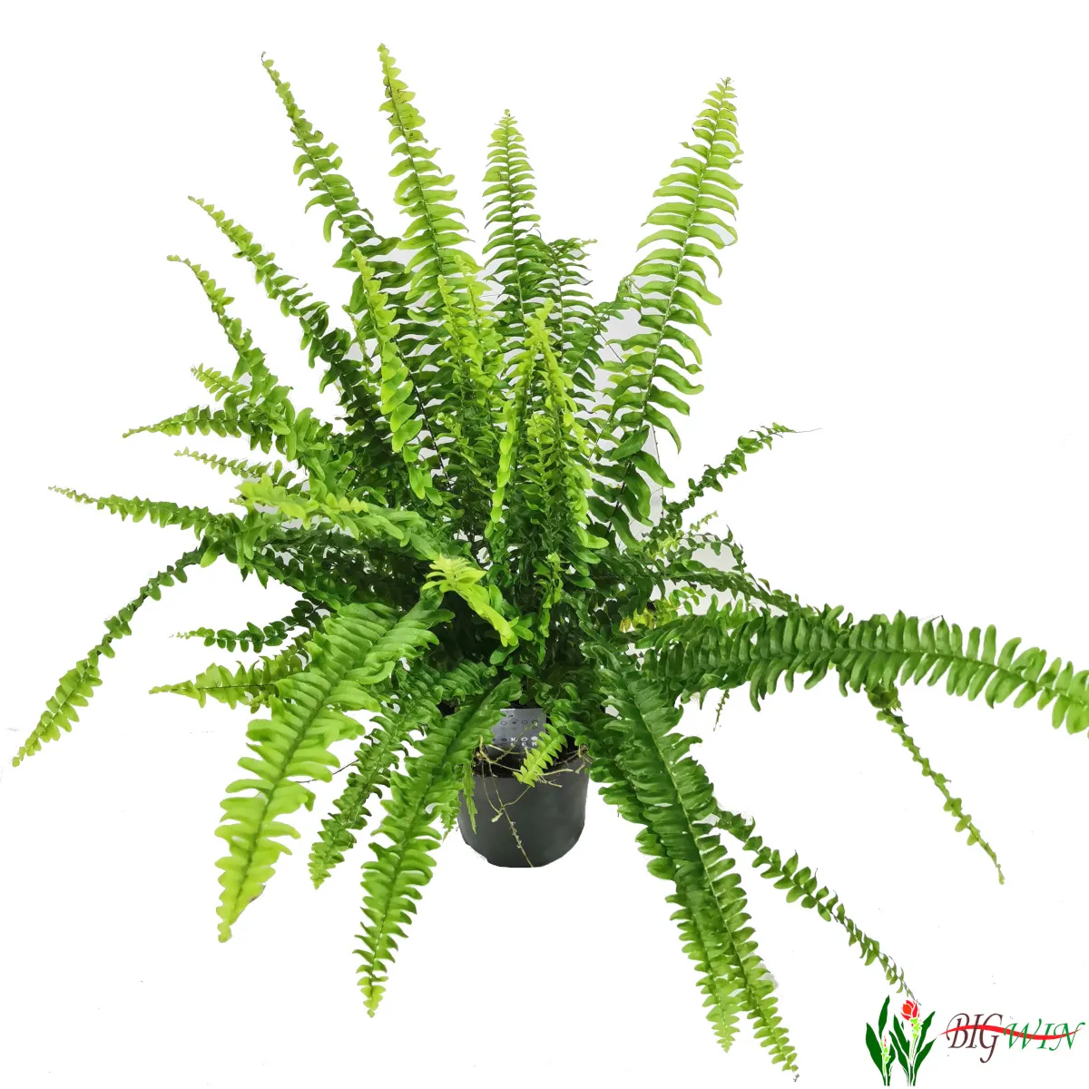 NEPHROLEPIS EXALTATA - cover