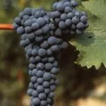 CABERNET SAUVIGNON R5 - cover