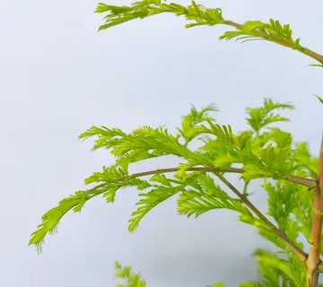 METASEKVOJA GL. “Chubby” - cover