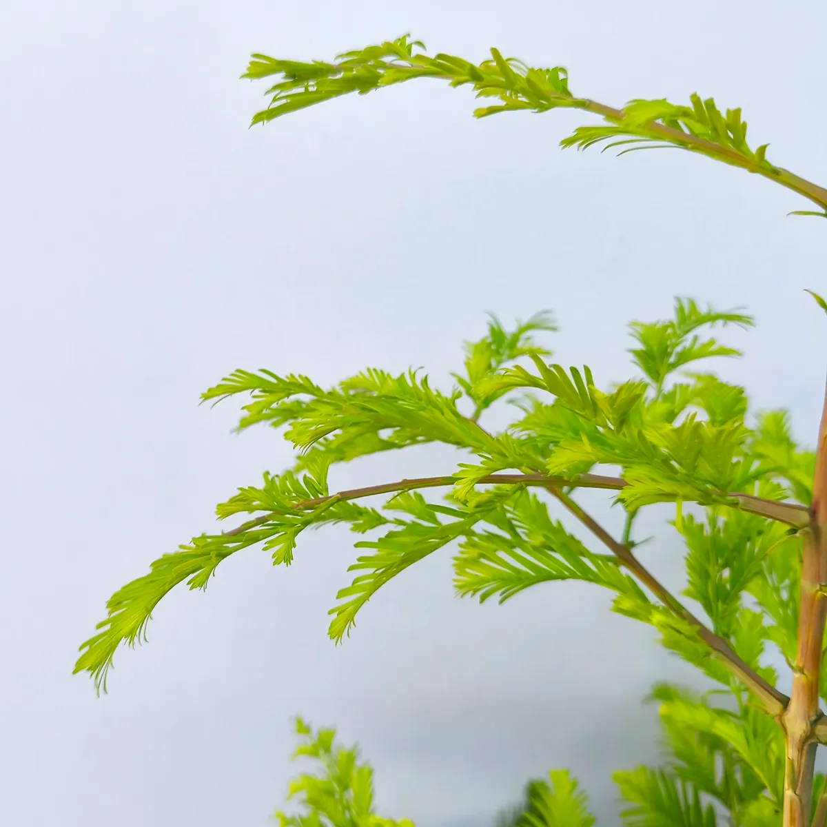 METASEKVOJA GL. “Chubby” - cover