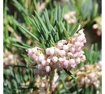 ANDROMEDA POL. “Compacta pink” - cover