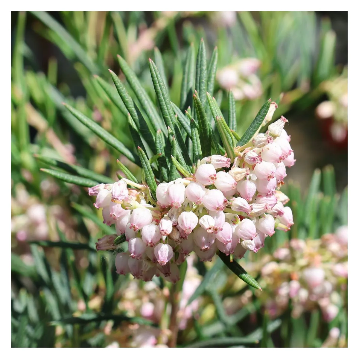 ANDROMEDA POL. “Compacta pink” - cover