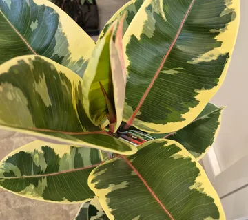 FIKUS EL. “Tineke” - cover