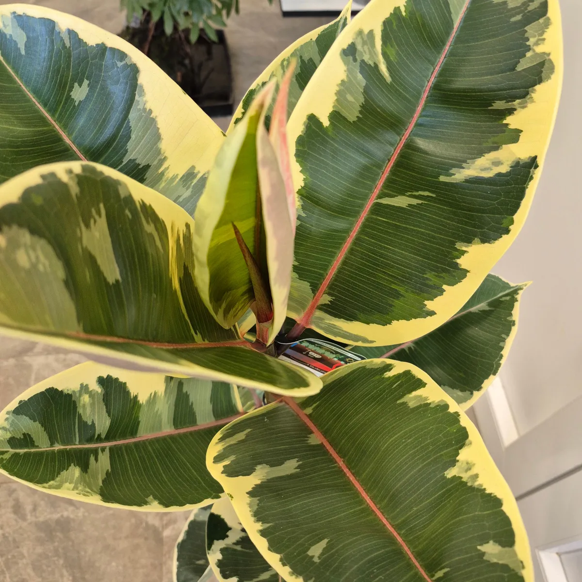 FIKUS EL. “Tineke” - cover