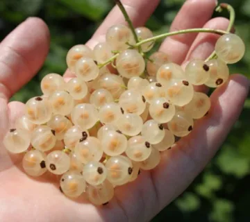 RIBIZ “Witte Parel” - cover