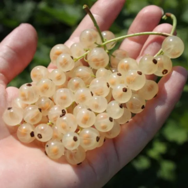 RIBIZ “Witte Parel” - cover