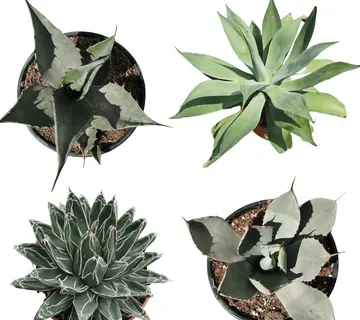 AGAVA sadnica - cover