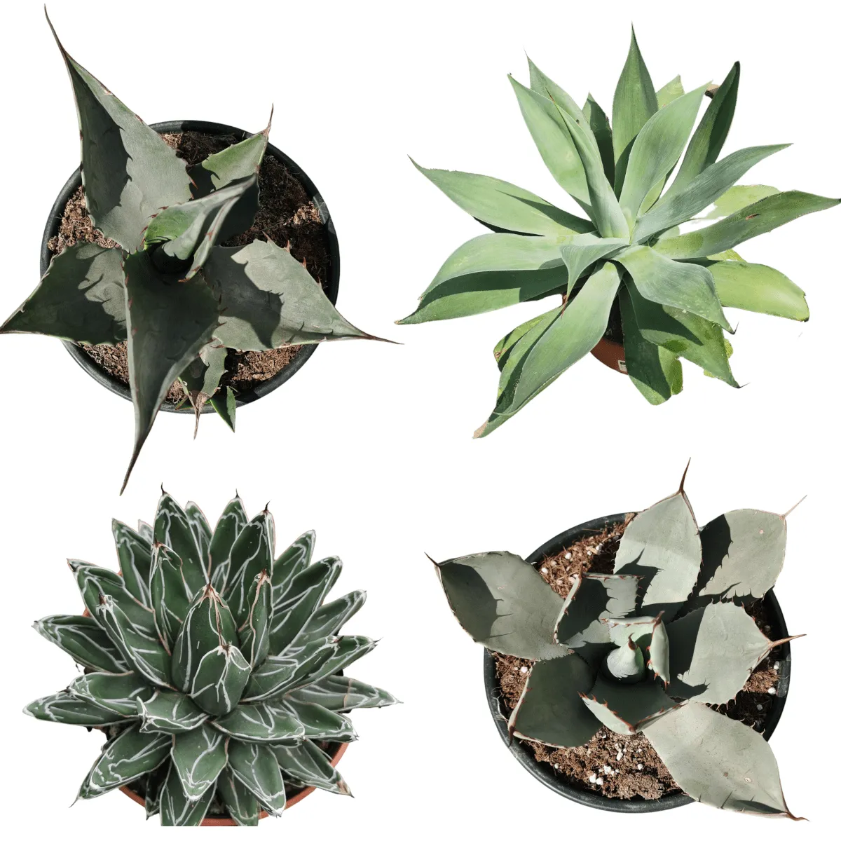 AGAVA sadnica - cover