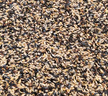 3847 Siskins & Goldfinches 20kg - cover