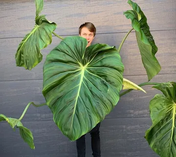 PHILODENDRON “Pastazanum” - cover