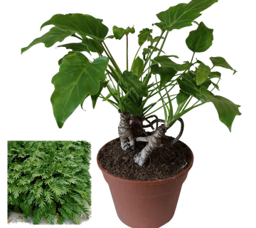 PHILODENDRON “Xanadu” - cover