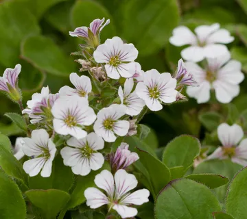 GYPSOPHILA CERASTOIDES ‘White’ - cover