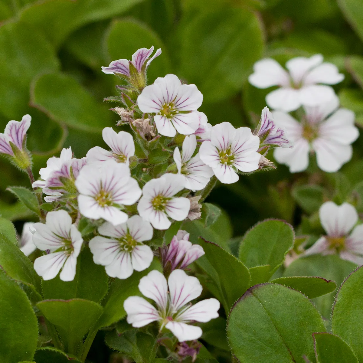 GYPSOPHILA CERASTOIDES ‘White’ - cover