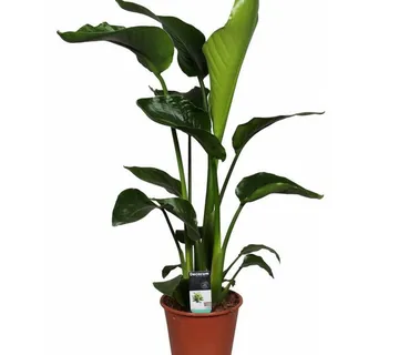 STRELICIJA “Nicolai” - cover