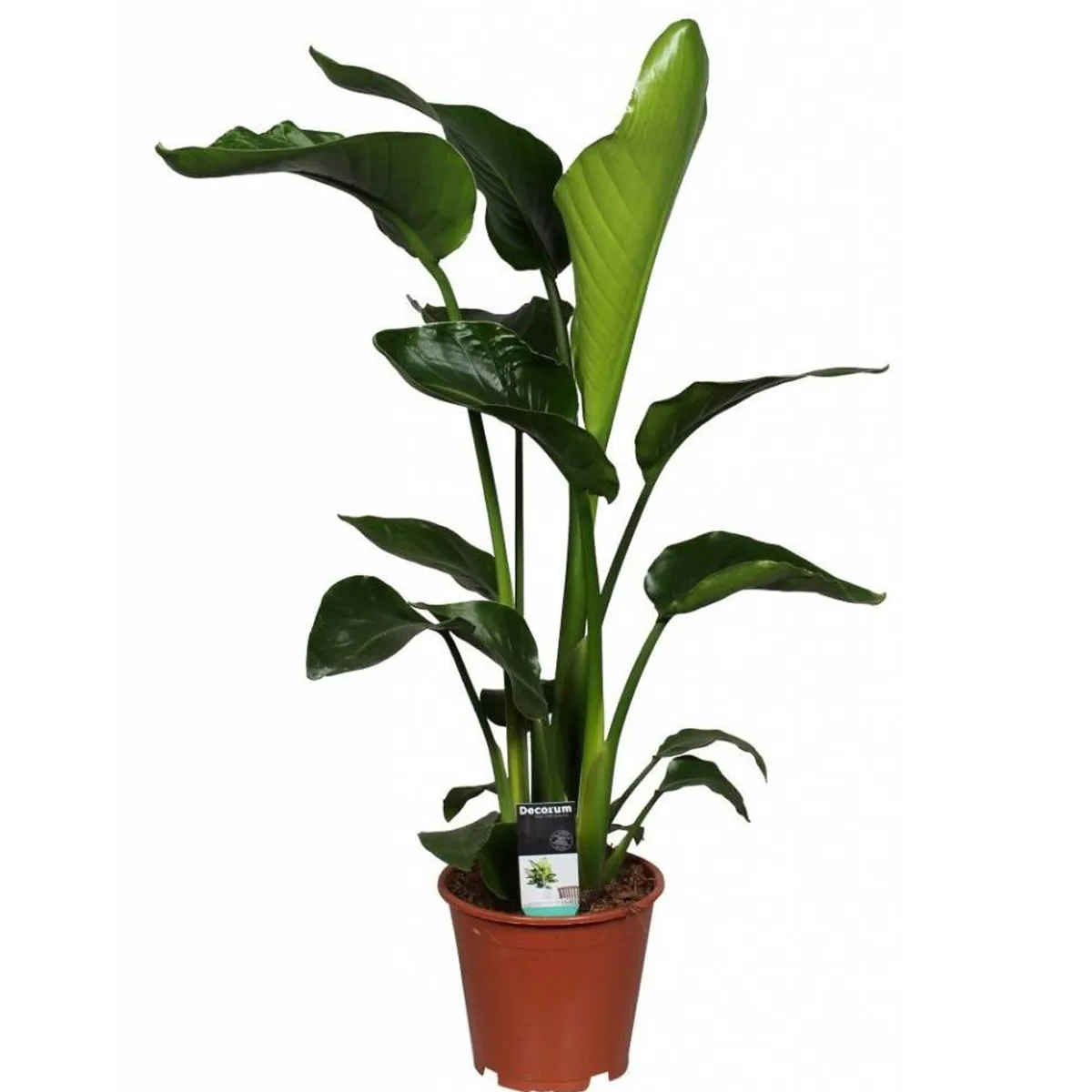 STRELICIJA “Nicolai” - cover