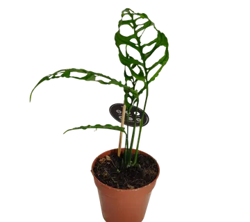 MONSTERA OBLIQUA “Peru” - cover