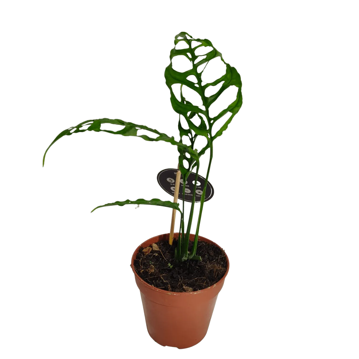 MONSTERA OBLIQUA “Peru” - cover