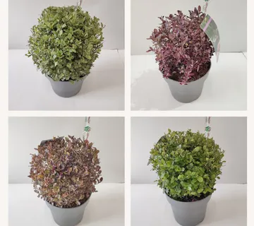 PITTOSPORUM TENUIFOLIUM - cover