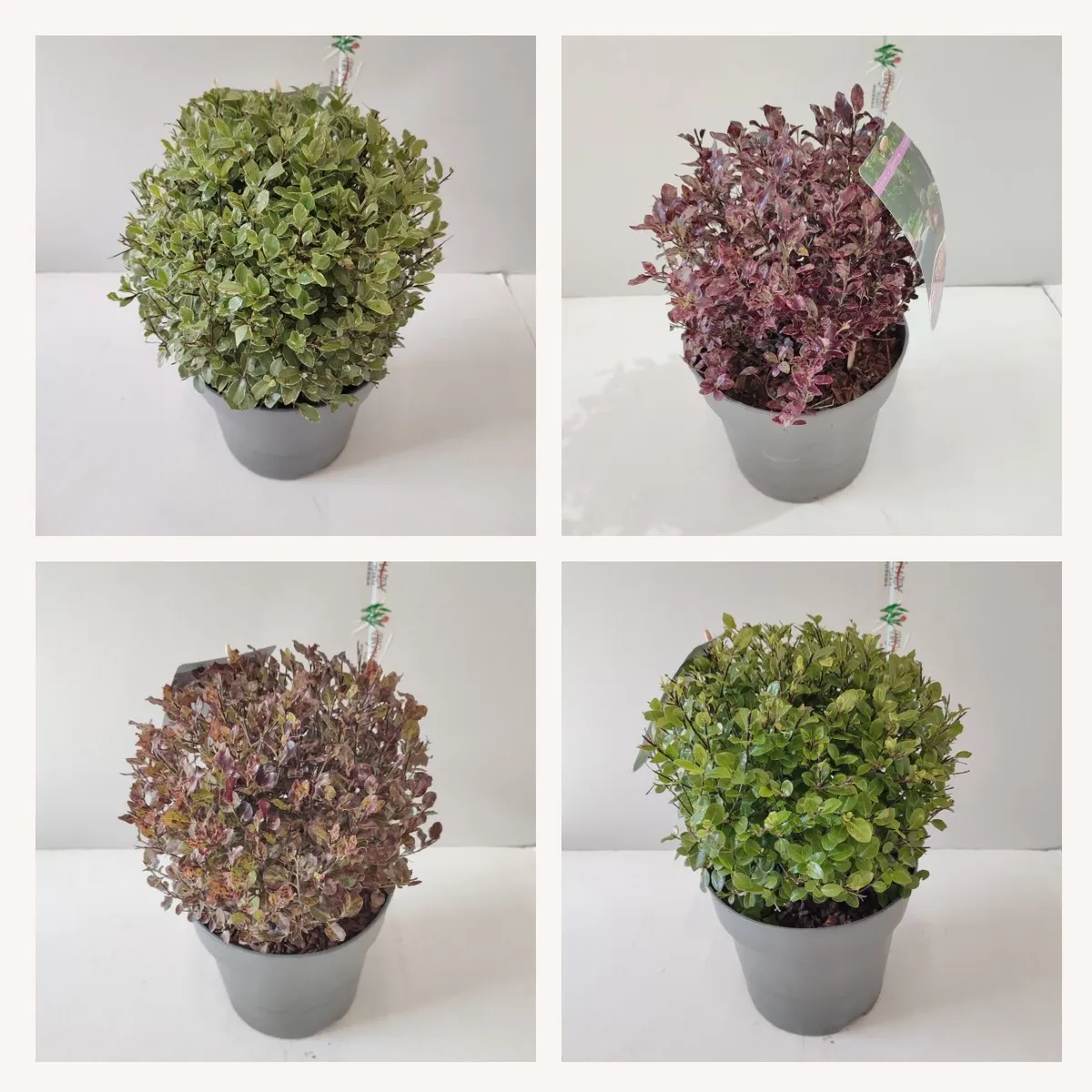 PITTOSPORUM TENUIFOLIUM - cover