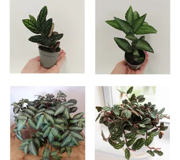 PELLIONIA - sobna biljka - cover