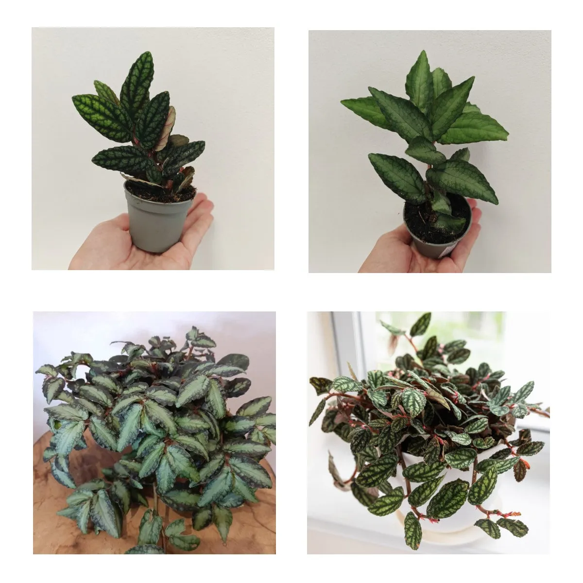 PELLIONIA - sobna biljka - cover