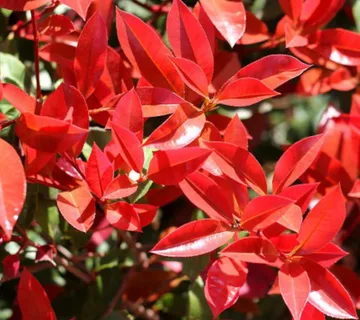 PHOTINIA FR. “Carre Rouge” - cover