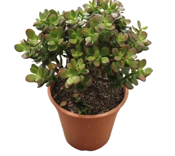 CRASSULA OV. “Minor” - cover