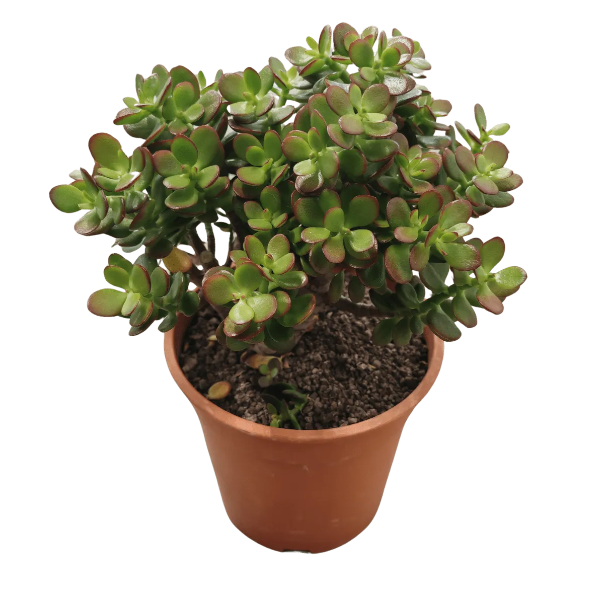 CRASSULA OV. “Minor” - cover