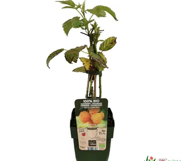 MALINA “Golden Everest” - cover