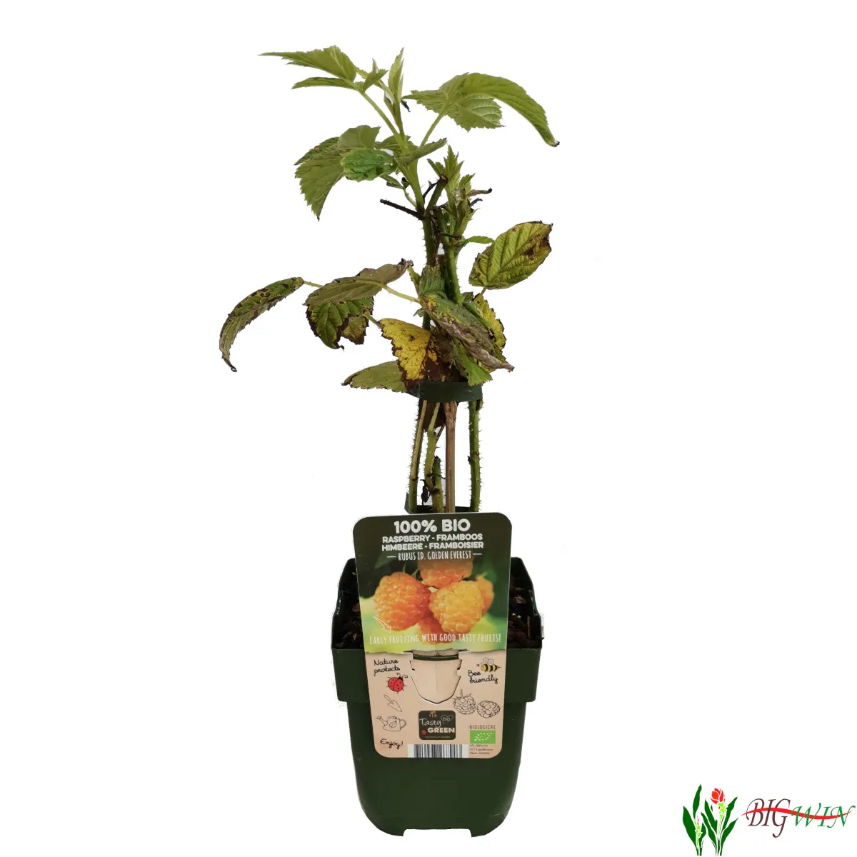 MALINA “Golden Everest” - cover