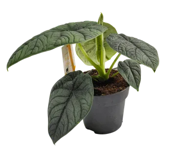 ALOCASIA “Melo” - cover