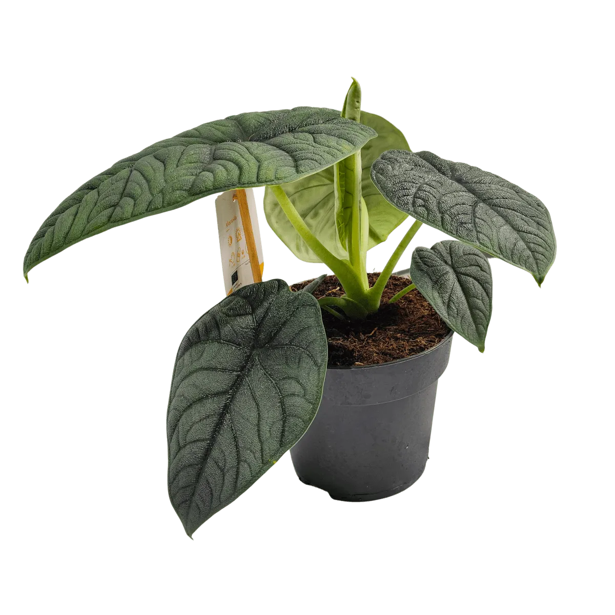 ALOCASIA “Melo” - cover