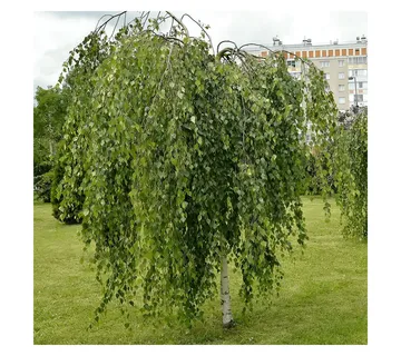 BETULA PENDULA /breza - cover