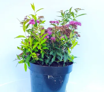 SPIREA JAP. “Anthony Waterer” - cover